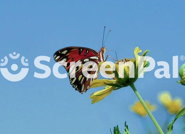 Butterfly Nature Flower Insect