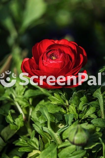 Ranunculus Spring Flower Cut