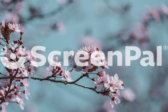 Flower Spring Pink Tree Branch