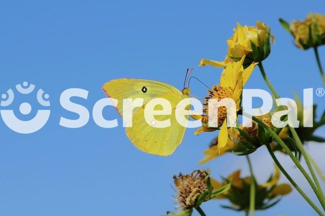 Butterfly Insect Nature Wings