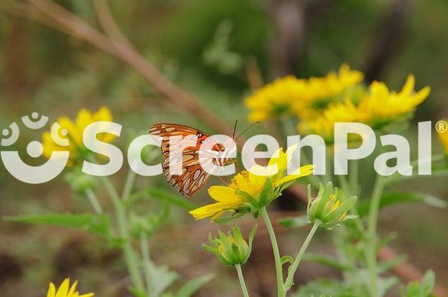 Butterfly Flower Nature Wings