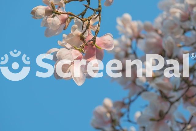 Magnolia Flowers Blossom Pink