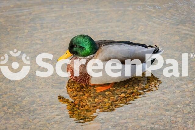 Duck Nature Lake Mallard Feathers