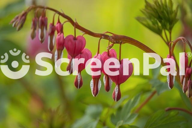 Bleeding Heart Pink Flower