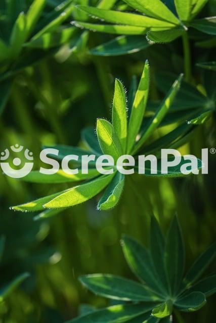 Lupine Leaf Green Garden Texture