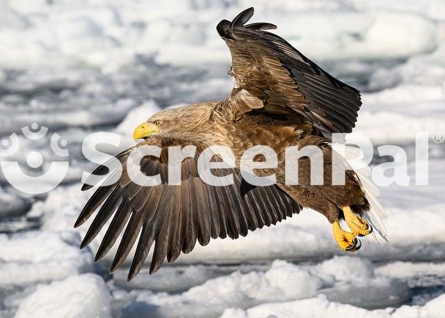 Sea Eagle Raptor Nature Japan Snow