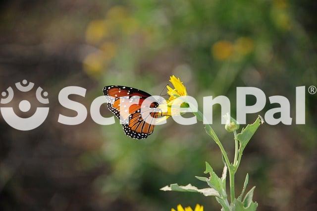 Butterfly Insect Nature Wings