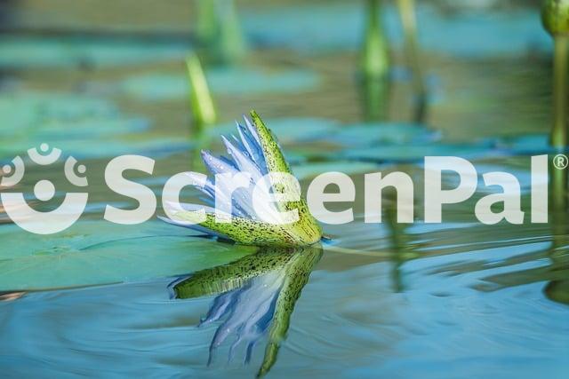 Water Lily Blossom Reflection