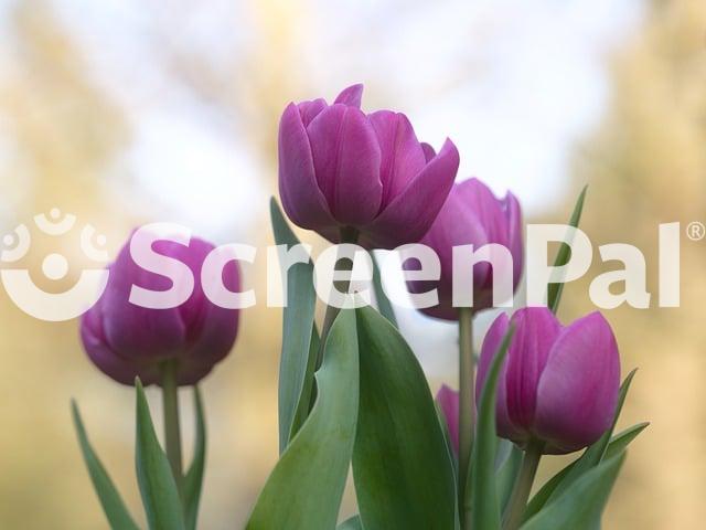 Tulips Flower Plants Blossom Bloom