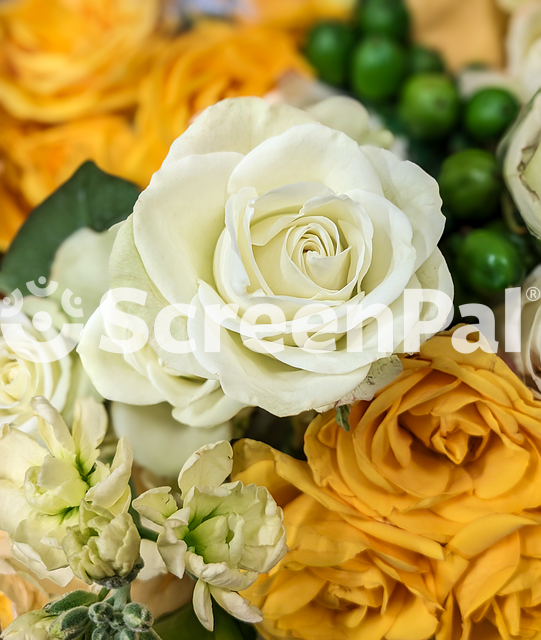 White Rose Flower Bloom Bouquet