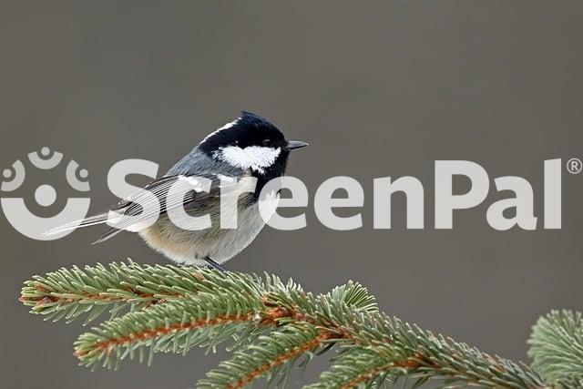 Coal Tit Bird Conifer Branch