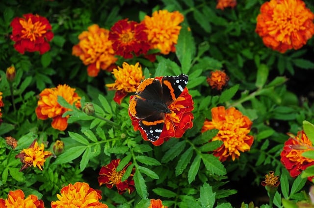 Butterfly Insect Nature Flower