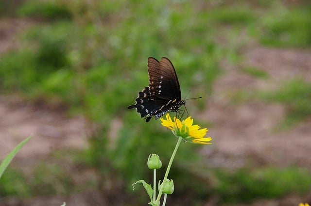 Butterfly Insect Nature Flower