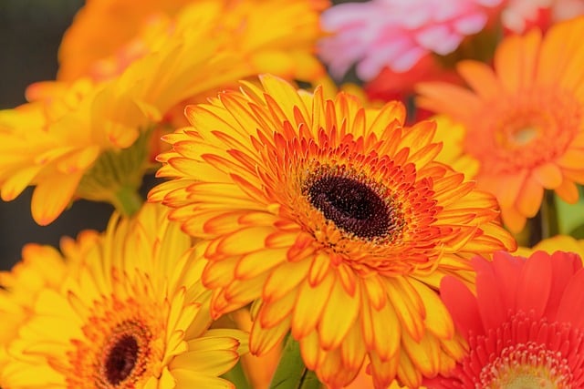 Gerbera Bloom Petals Plant