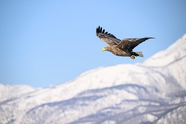 White Tailed Eagle Sea