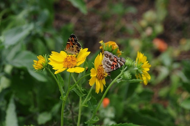 Butterfly Insect Nature Flower