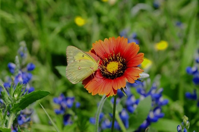 Butterfly Flower Nature Wings