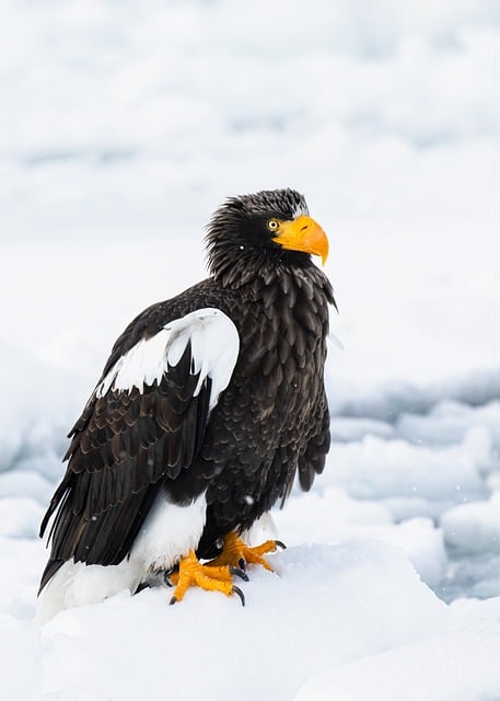 Eagle Drift Ice Rausu Hokkaido