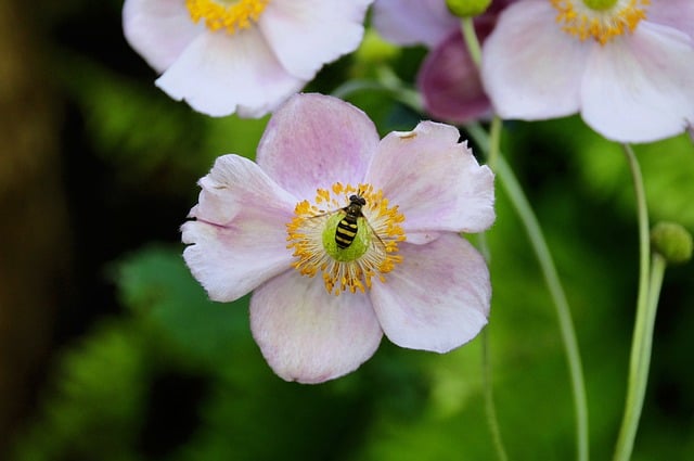 Bee Flower Nature Wings Garden