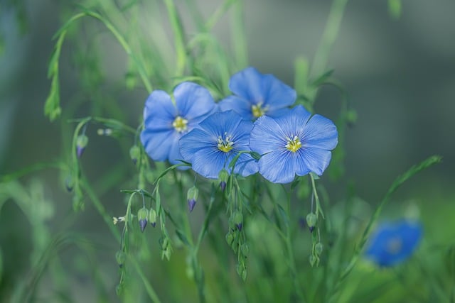 Blue Flax Nature Flower Spring