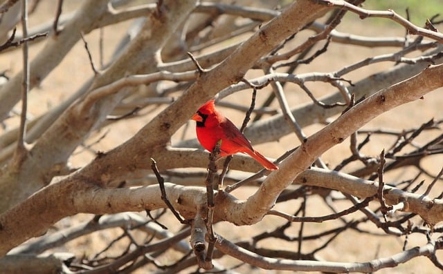 Cardinal Bird Nature Plumage Red