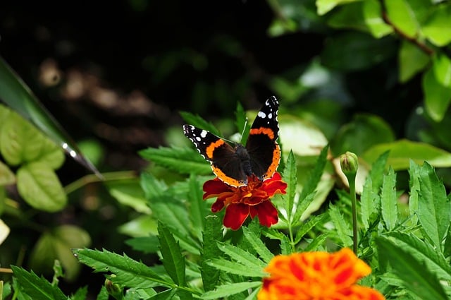 Butterfly Flower Nature Garden