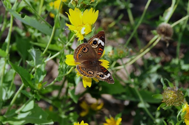 Butterfly Insect Nature Flower