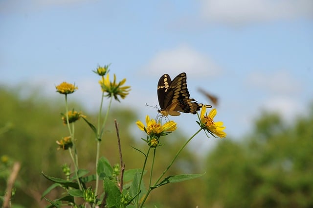 Butterfly Flower Pollination Wings