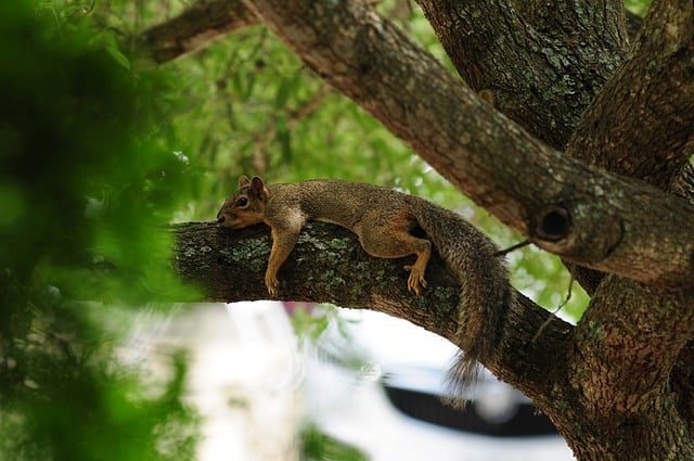 Squirrel Animal Nature Rodent Cute