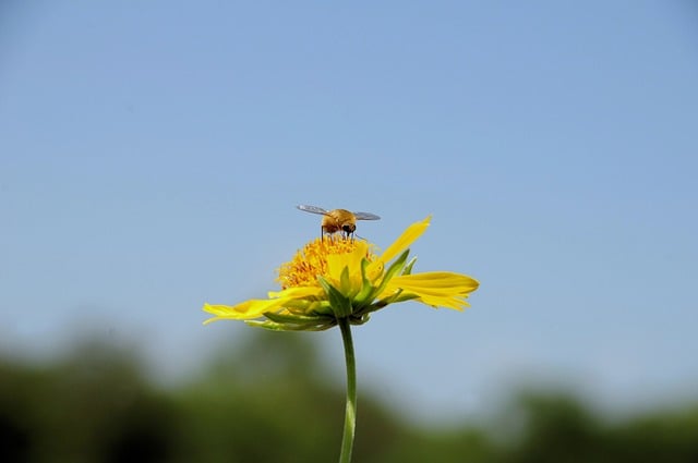 Bee Nature Wings Flower Garden