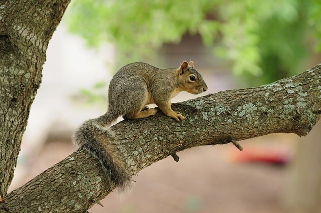 Squirrel Nature Tree Cute Rodent