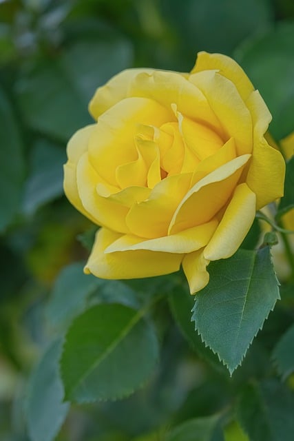 Yellow Rose Flower Nature Garden