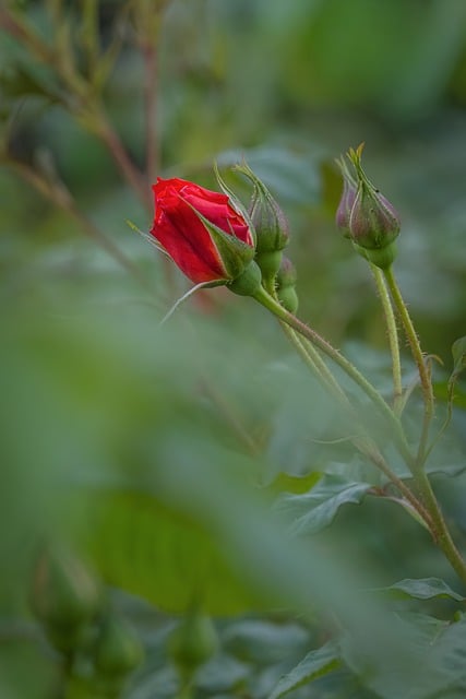 Rose Red Flower Bud Leaf Green
