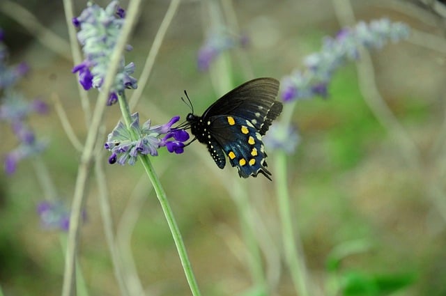 Butterfly Nature Insect Flower