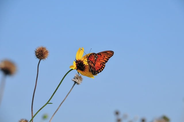 Butterfly Nature Flower Summer