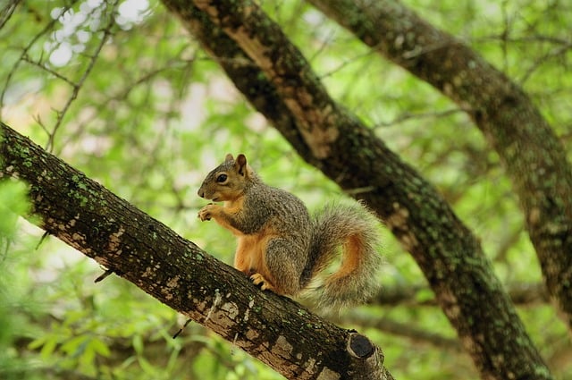 Squirrel Nature Animal Rodent
