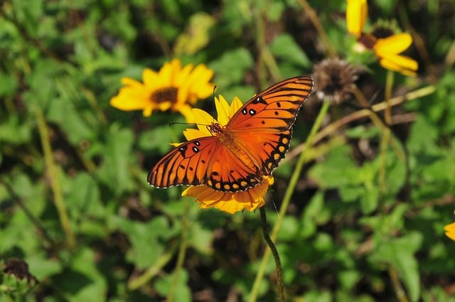 Butterfly Nature Insect Flower