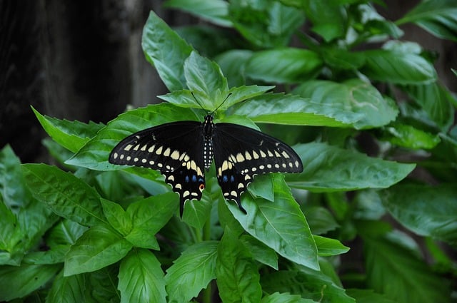 Butterfly Nature Insect Leaf