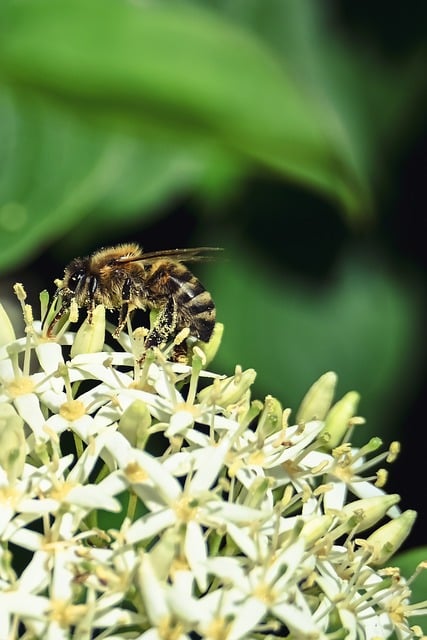 Bee Flowers Pollination Macro