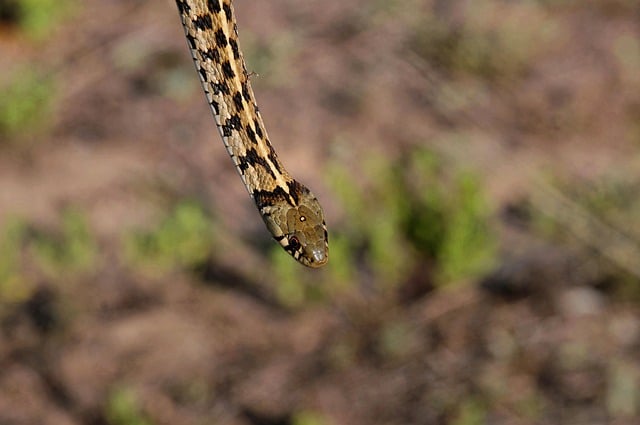 Snake Reptile Nature Wildlife