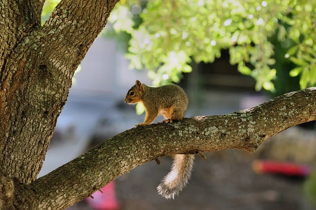 Squirrel Animal Nature Rodent