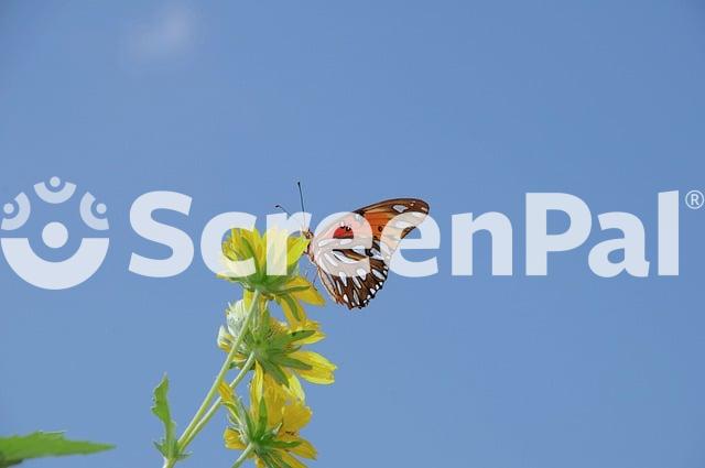 Butterfly Insect Nature Flower