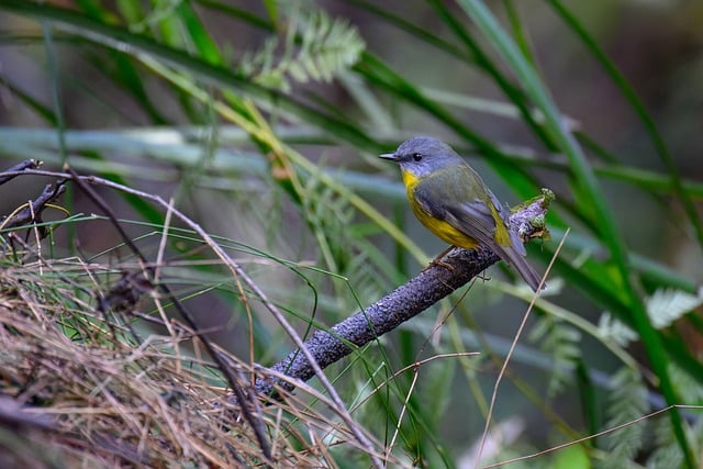 Eastern Yellow Robin Bird Wildlife