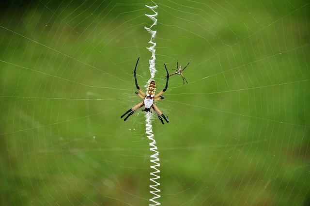Spider Cobweb Nature Predator