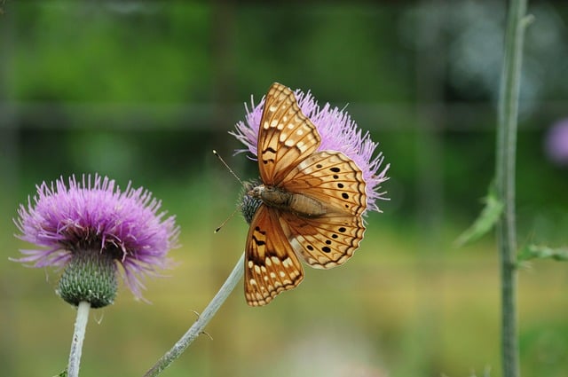 Butterfly Flower Nature Summer