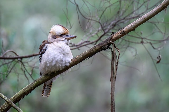 Laughing Kookaburra Avian