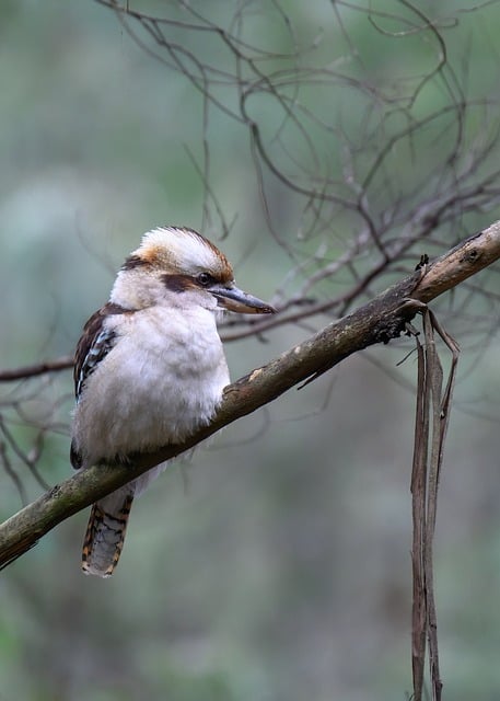 Laughing Kookaburra Bird