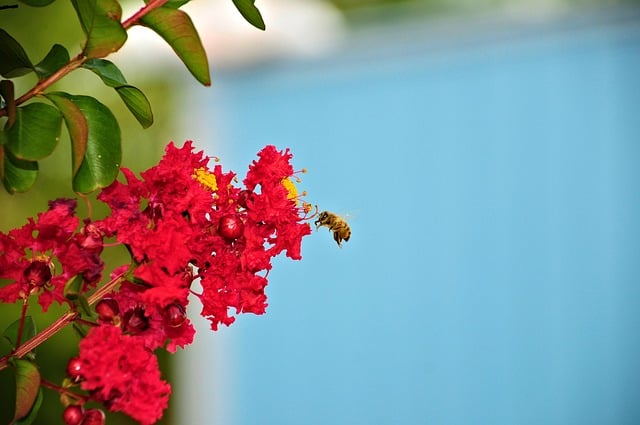 Bee Flower Nature Pollination Red