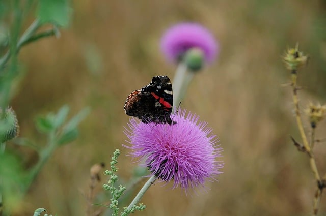 Butterfly Nature Insect Flower