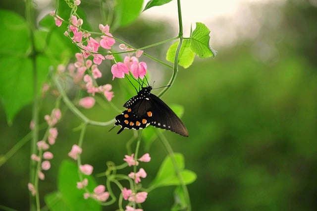Butterfly Nature Insect Flower